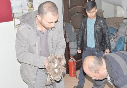 Yaralı şahin tedavi ediliyor