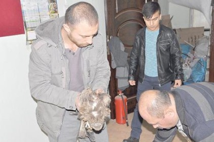 Yaralı şahin tedavi ediliyor