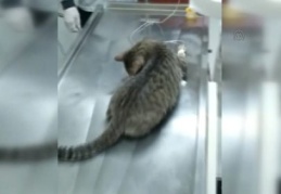 Yaralı sokak kedisi için hayvan ambulansı çağrıldı 