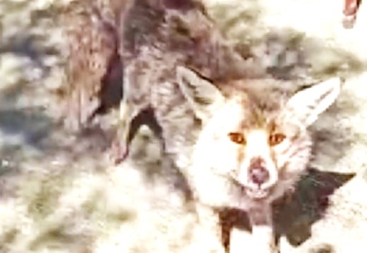 Yaralı tilkiyi tedavi etti, doyurdu, doğaya saldı