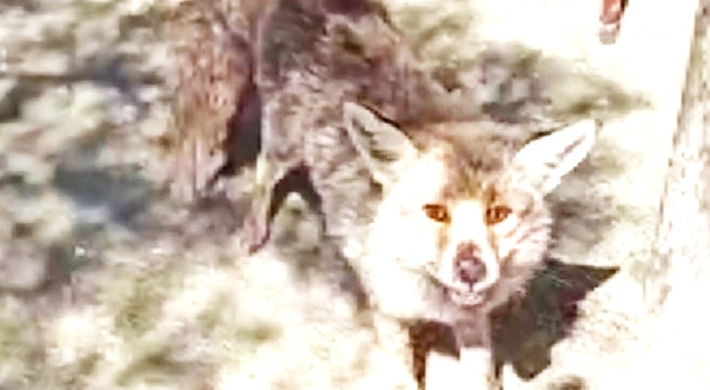 Yaralı tilkiyi tedavi etti, doyurdu, doğaya saldı