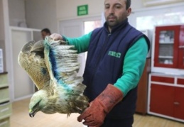 Yaralı ve hasta hayvanlar, hayvan hastanesinde sağlığına kavuşuyor 