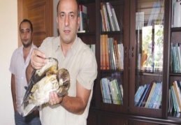 Yaralı yavru kaya kartal, Gaziantep’e gönderildi
