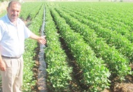 Yarım asır sonra suya kavuştular