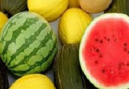 Yarım milyon ton karpuz, 200 bin tondan fazla kavun çöpe gidiyor…