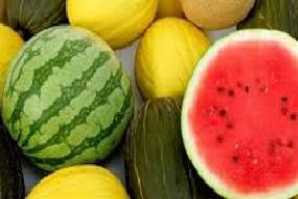 Yarım milyon ton karpuz, 200 bin tondan fazla kavun çöpe gidiyor&#8230;