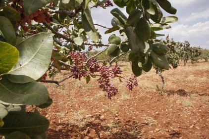 Yaş boz fıstık 16,50 liradan alıcı buldu
