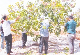 Yaş boz fıstık, 30 liranın altına düşerse çiftçi zarar eder