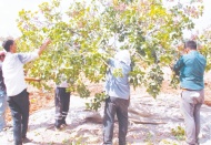 Yaş boz fıstık, 30 liranın altına düşerse çiftçi zarar eder