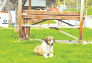 "Yasa, suçu ve suçluyu kollayıp hayvanı mağdur ediyor"