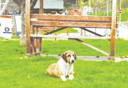 "Yasa, suçu ve suçluyu kollayıp hayvanı mağdur ediyor"