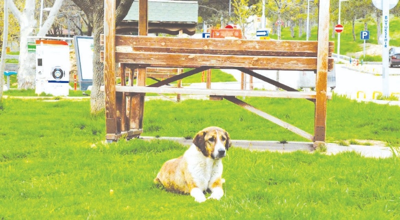 "Yasa, suçu ve suçluyu kollayıp hayvanı mağdur ediyor"