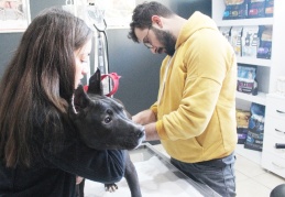 Yasaklı ırk köpeklerini kaydettirenler yoğunluk oluşturdu