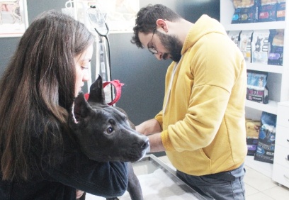 Yasaklı ırk köpeklerini kaydettirenler yoğunluk oluşturdu