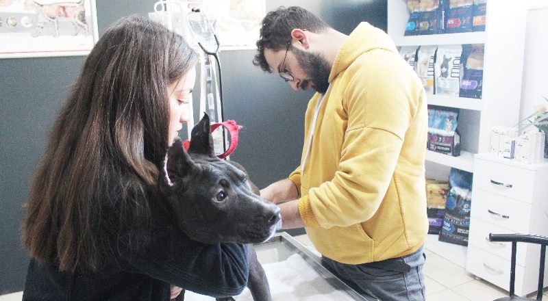 Yasaklı ırk köpeklerini kaydettirenler yoğunluk oluşturdu