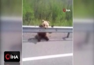 Yavru ayı yol kenarına oturarak otomobilleri izledi