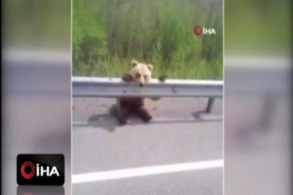 Yavru ayı yol kenarına oturarak otomobilleri izledi