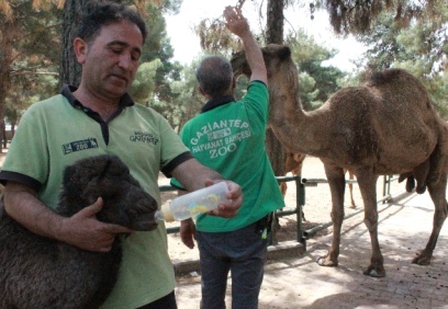 Yavru deve ve zebra heyecanı