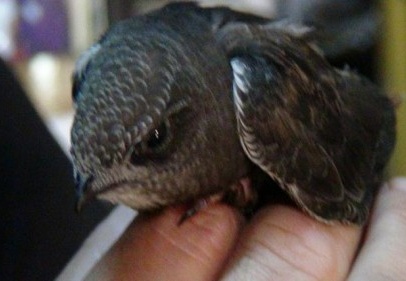 Yavru ebabil kuşu bulundu 