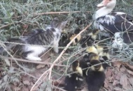 Yavru kedi ile ördek yavrularının dostluğu şaşırtıyor