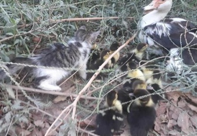 Yavru kedi ile ördek yavrularının dostluğu şaşırtıyor