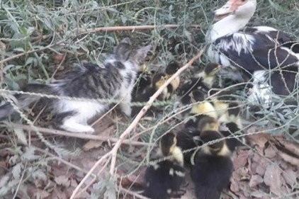 Yavru kedi ile ördek yavrularının dostluğu şaşırtıyor