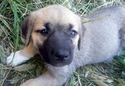 Yavru köpek ful-oil dolu yakıt tankına atıldı