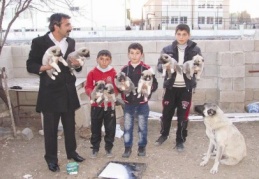 Yavru köpekleri donmaktan kurtardılar