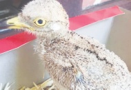 Yavru kuş yanmaktan kurtuldu