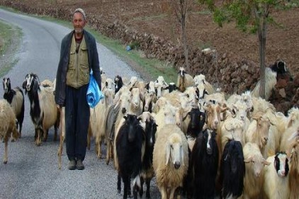 Yediğimiz etin yarısı Suriye&#8217;den geliyor