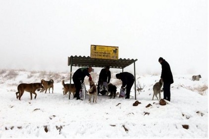 Yem bırakan görevlilere sevgi gösterisinde bulunuldu 
