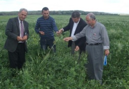 Yem bitkilerinin ekim alanı tespiti yapılıyor