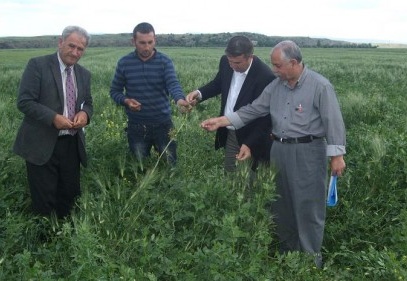 Yem bitkilerinin ekim alanı tespiti yapılıyor