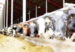 Yem fiyatları yüzde 62.5 arttı, beyaz et yüzde 50 zamlandı