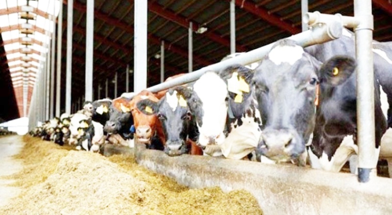 Yem fiyatları yüzde 62.5 arttı, beyaz et yüzde 50 zamlandı