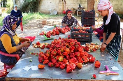 Yemeğin lezzeti biber salçasının tüm yükü kadında