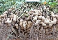 Yer fıstığı üretiminde Osmaniye’ye rakip oluyoruz 