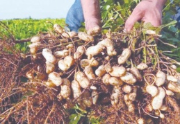 Yer fıstığına, Tarım Kredi Kooperatifi sahip çıkmalı