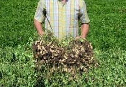 Yer fıstığında ilk hasat yapılıyor