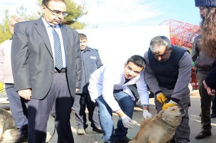 Yerel hayvan müfettişlerinin eğitimi başladı