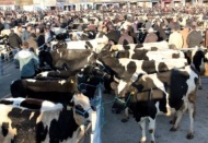 Yerli sığır fiyatı,yüzde 20.4 artarak, 3 bin 762 TL oldu