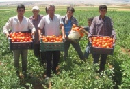 Yerli ve doğal domates