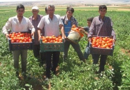 Yerli ve doğal domates