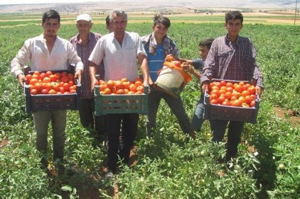 Yerli ve doğal domates