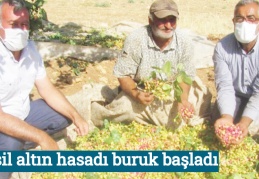 Yeşil altın hasadı buruk başladı