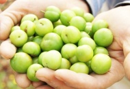 Yeşil eriğin kilosu 750 lira