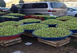 Yeşil zeytin 12 liraya geriledi