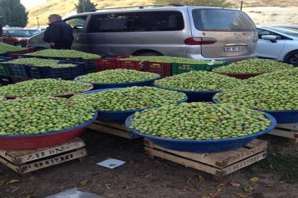 Yeşil zeytin 12 liraya geriledi