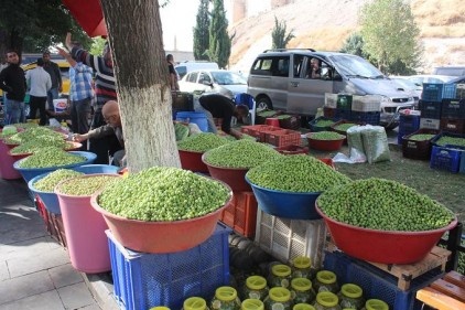 Yeşil zeytin sezon açtı