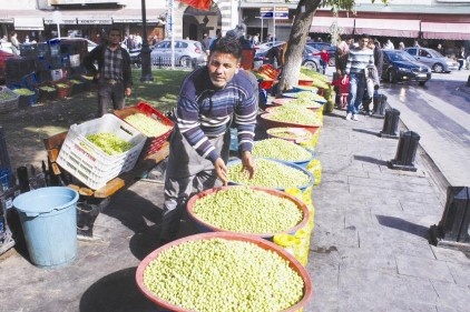 Yeşil zeytin sezonu